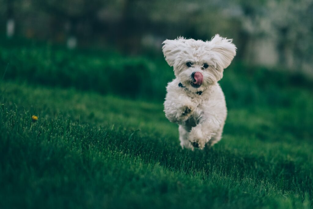 Small White Dog Running Through a Field